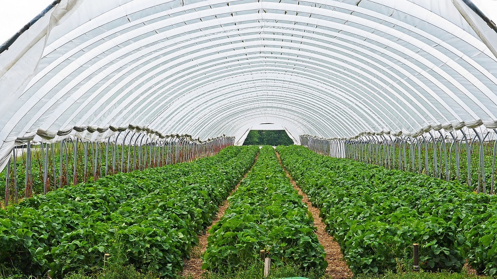 Biodegradable mulch films made from bioplastics are used in agriculture