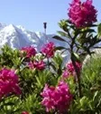 Alpine Rose
