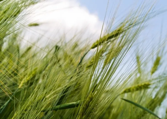 Alternative feedstock to produce bio-surfactants