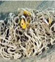 Anemone Fish