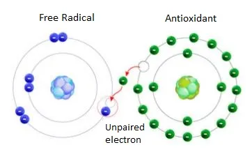 Antioxidant/Free Radical Interaction Antioxidant/Free Radical Interaction