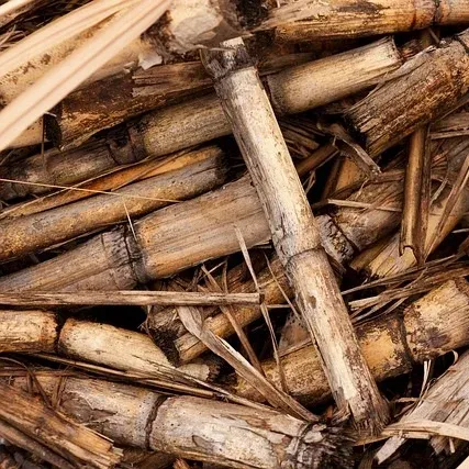 Biomass Biomass