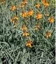 Bulbine Frutescens