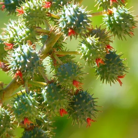 Castor Seed Oil Castor Seed Oil