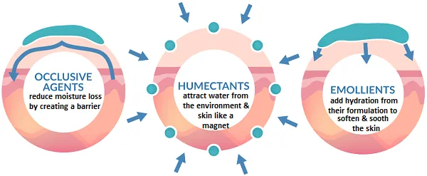 Classes of Functional Ingredients