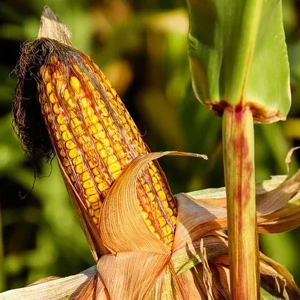 Corn Corn