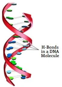 H-Bonds in a DNA Molecule H-Bonds in a DNA Molecule