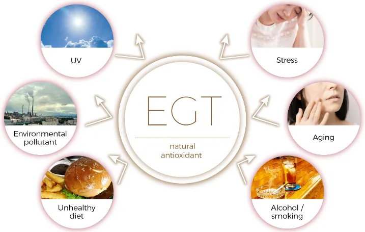 EGT Protects the Skin from various Oxidative Stresses