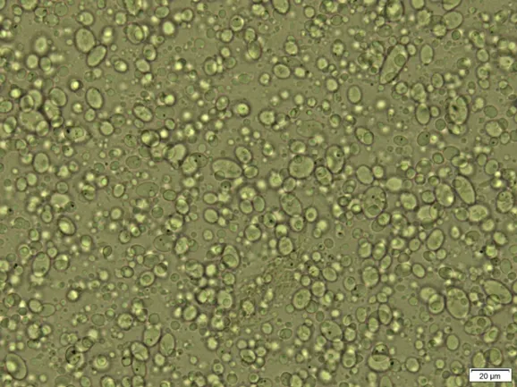 Formation of polyamide gels in a polyethylene matrix