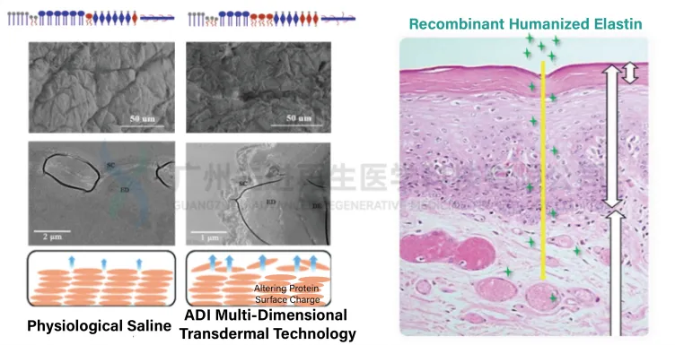 Transdermal absorption in cosmetic applications - ADI Multi-Dimensional Transdermal Technology Transdermal absorption in cosmetic applications