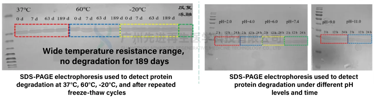 Recombinant humanized elastin demonstrates unique thermal and pH stability Excellent structural stability