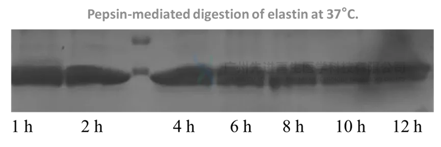 Pepsin mediated digestion of elastin at 37°C Pepsin mediated digestion of elastin