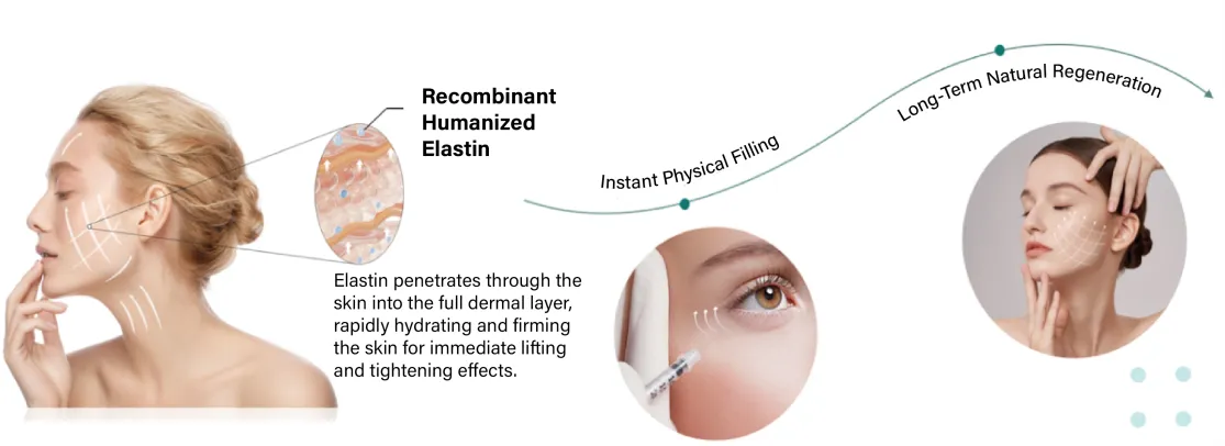 Recombinant elastin offers safe, non-surgical anti-aging and wound care benefits 28-day comprehensive skin parameter change rate