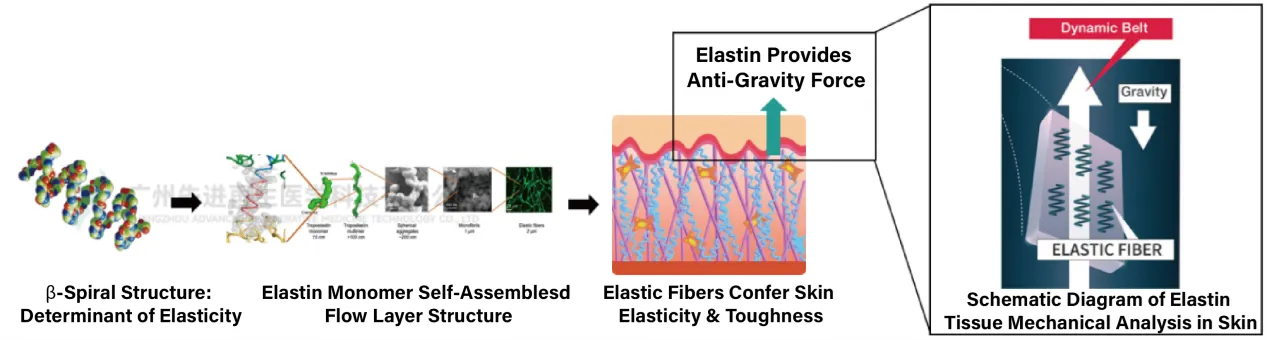 A new anti-aging target based on skin tissue mechanics-elastin replenishing New anti-aging target based on skin tissue