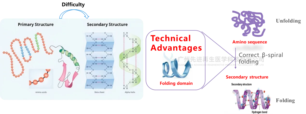 Secondary structure folding technology of elastin Secondary structure folding technology