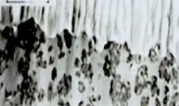 Microtom Cut of a Paint Film with Matting Agent Microtom cut of a paint film with matting agent