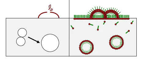 Unstable Bubbles in Pure liquid vs Stable foam in Surfactant Containing Systems Unstable Bubbles in Pure liquid vs Stable foam in Surfactant Containing Systems
