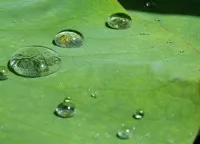 Lotus Effect