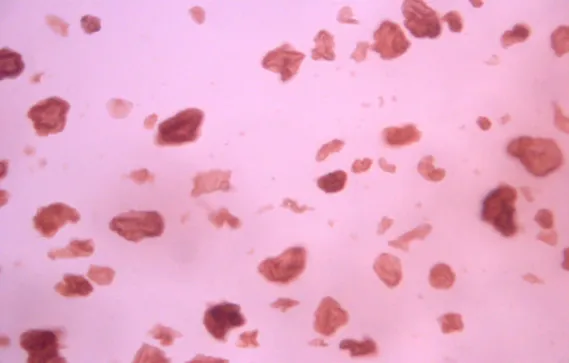 Microscopy Image of TEXTURLUX® Rheo in Water Shows a Short Texture