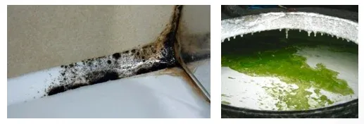 Mold and Algae Growth on Damp Surfaces Mold and Algae Growth on Damp Surfaces