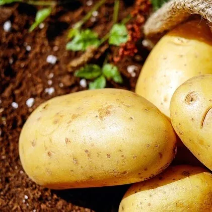 Potato Potato