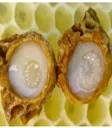Royal Jelly