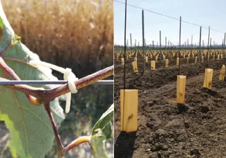 SaboMaterials' Terralix® PHA Bioplastic Compound for Grapevine Bind Components
