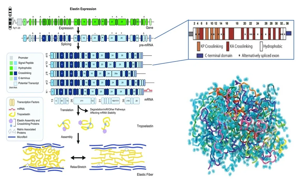 Sequence-structure-function-based rational design technology for 100% humanized elastin Sequence-structure-function-based rational design technology