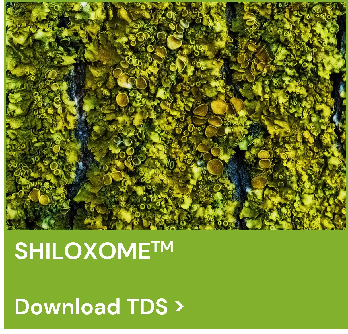 Shiloxome TDS