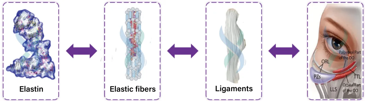 Elastin is the fundamental source of tissue elasticity Structural innovation