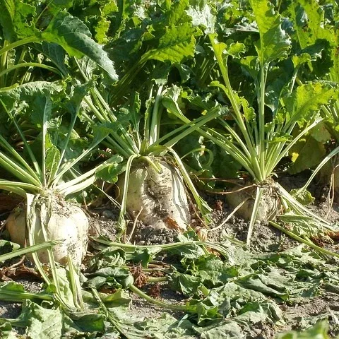 Sugarbeet Sugarbeet