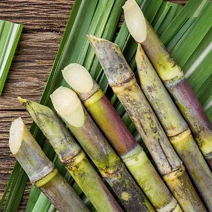 Sugarcane Sugarcane