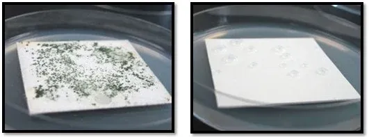 Untreated PVC (Left) and Antimicrobial-treated PVC (Right) Untreated PVC (Left) and Antimicrobial Treated PVC (Right)