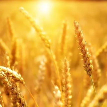 Wheat Wheat