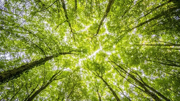 dsm-firmenich Receives Validation from SBTi for Its 2045 Net Zero Targets
