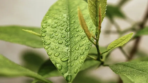 Thomas Swan Products Approval USDA BioPreferred Program