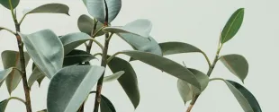 Birla Carbon ISCC Certification USA South Korea Plants