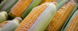 Cargill and HELM joint venture, Qore begins commercial production of renewable BDO from corn