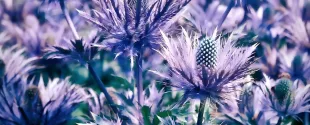 Uniproma introduces active ingredient to target sensitivity, dehydration or stress-related skin damage