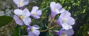 Innova BM reveals new scientific study on antiaging potential of Haberlea rhodopensis