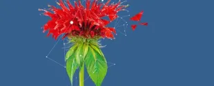 Mibelle Biochemistry Presents Innovative Ingredient to Promote Healthy Aging