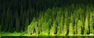 Orion Platinum Medal EcoVadis Sustainability Rating
