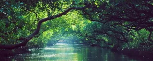 Roquette ISCC Certification Plantbased Isosorbide France