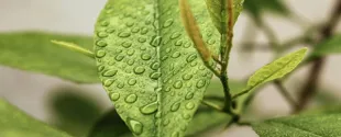 Thomas Swan Products Approval USDA BioPreferred Program