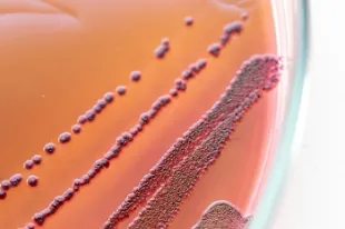 Antimicrobials