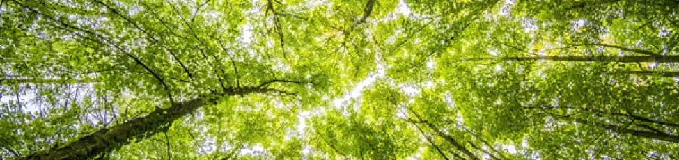 dsm-firmenich Receives Validation from SBTi for Its 2045 Net Zero Targets