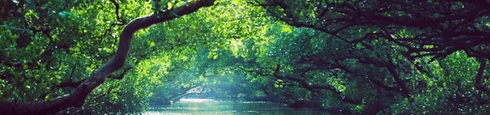 Roquette ISCC Certification Plantbased Isosorbide France